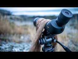 Location scouting for wildlife photography : A relaxing afternoon birdwatching on the coast!