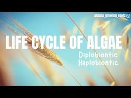 Diplobiontic Life Cycle | Haplobiontic Life Cycle | Algal Life Cycles | HSA | BSc MSc