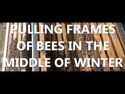 Opening a Winter Beehive