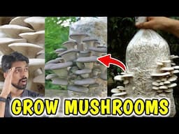 How to Grow Oyster Mushroom at Home, मशरूम को घर पर कैसे उगाएं