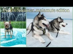 End of Summer 2024 malamute vlog