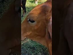 Escape artists - So cute, but so naughty #foodforest #agroforestry #cows #kuranda