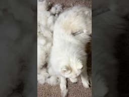 Defluffing a Landcloud | Samoyed Grooming