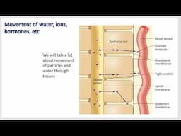 Cell physiology intro, diffusion, osmosis, and electrolyte balance - Costanzo - Ch1