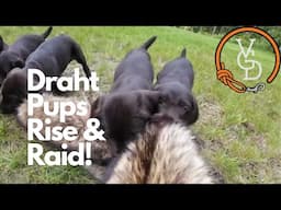 Pack of Drahthaar Puppies: vom Kompass E Litter