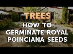 How to Germinate Royal Poinciana Seeds