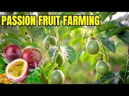 Passion Fruit Farming Business Plan | How to Grow Passion Fruit Step by Step | Passion Fruit