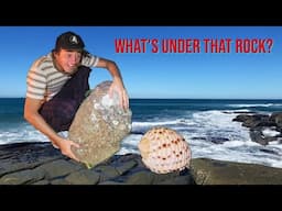 WHAT'S UNDER THAT ROCK? Episode 1! Shelling at low tide, how to find seashells in Australia!