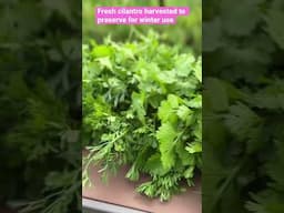 Fresh cilantro harvested to preserve for winter use