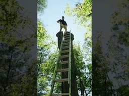 Tree fort build on a dead stump