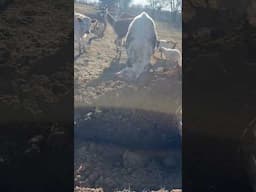 Bushwhacker acting crazy, taking a mud bath!! #bull #familyfarm #family #funny #animal