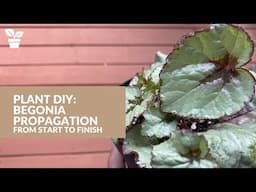 Begonia Propagation from Start to Finish | Begonia Soil Propagation | Begonia Water Propagation