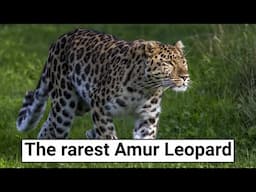 Amur Leopard's Den