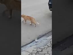 Cute Cat crossing the road carefully looking for it's baby #cats