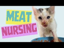 Meat Nursing: How to Help Weaning Kittens Struggling to Eat