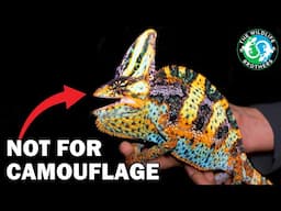 The Insane Biology of: Chameleons