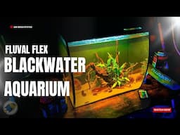 Building The Perfect Minimalist Blackwater Aquarium! (Step by Step Guide)