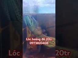 Lóc hoàng đế 25cm #shortvideo