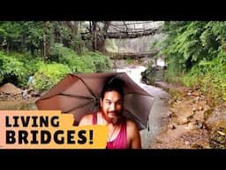 Meghalaya Root Bridges in MONSOON