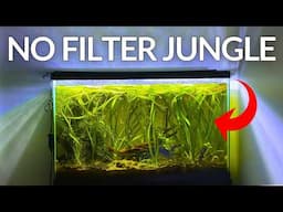 NO FILTER, NO CO2 Black Neon Tetra Jungle Tank (1000 Day Evolution)