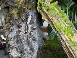 Poecilotheria ornata, Fringed ornamental   rehouse and care