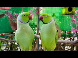 Most Beautiful Talking Parrots Compilation