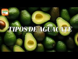 ¿Cuál es la DIFERENCIA entre los tipos de aguacate? 🥑🔬