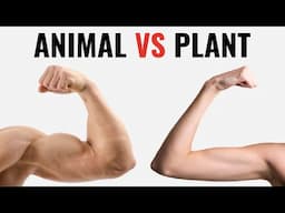 Animal Protein vs Plant Protein for Muscle Growth