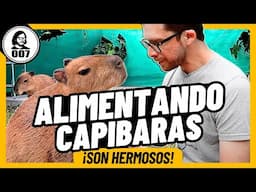 ALIMENTANDO CAPIBARAS ¡Y SON HERMOSOS! | RONSOCO MASTERCLASS