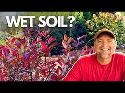 Garden Challenge: Taming Wet Soil Areas with Vibrant Fall Color Shrubs