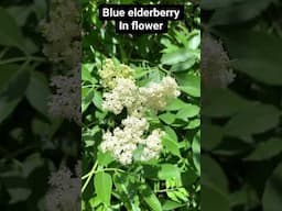 Blue elderberry plant identification #wildedibles #elderberry