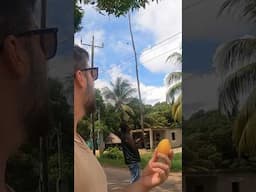 Mango Stick Man in Belize 🇧🇿