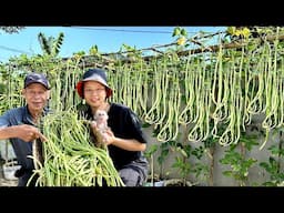 Don't Miss This Tip When Growing Long Beans for High Yields and Continuous Harvests!