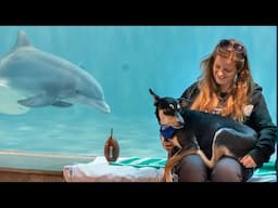 Puppy Bowl Star Buster Visits the Rescued Dolphins at CMA