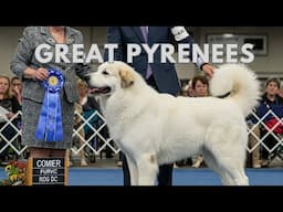 These Great Pyrenees Will Make Your Jaw DROP!