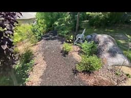 Panicle Hydrangeas in the Hillside Garden // Aug 2024