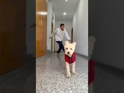 PERDÍ A MI PERRO!!