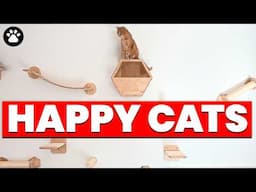 We Build A Cat Paradise