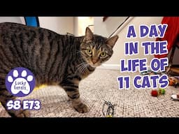 A Day In The Life Of 11 Cats - Lucky Ferals Cat Vlog S8 E73