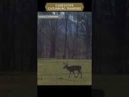 What Did I Capture At Cade's Cove? #shorts #shortvideo #short #subscribe #sabe #bigfoot