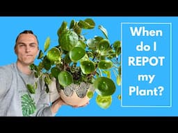 REPOTTING HOUSEPLANTS - Should You Repot, How to Know, Tips & Examples Repotting Indoor Plants