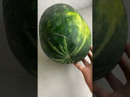 Which Watermelon Would You Pick?