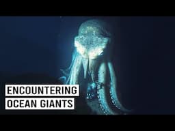 2+ Hours of Hunting Ocean Giants: Colossal Squid, Tiger Sharks & More!