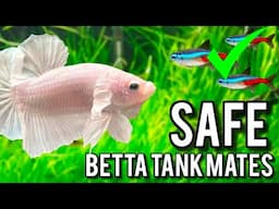 TOP 10 SAFE BETTA FISH TANK MATES!