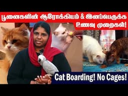 Best Cat Food | பிரீடிங் பூனைகளுக்கு எந்த உணவு சிறந்தது?😺 | Bengal Cats | Persian Cats | Indoor Cats