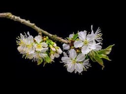 #naturevideo_ #flowersvideo_ cherry🍒 flowers blooming video2022