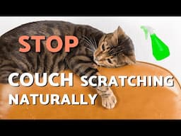 How to Stop Your CAT from SCRATCHING the COUCH 🙀 Foolproof TRICKS