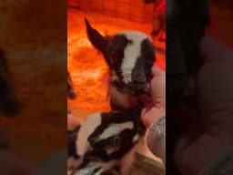 Baby goats snuggling after their dinner #shorts