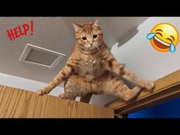 Funny Dogs and Cats Videos 2024 🤣 Best Funniest Animal Videos 😆 PART 31