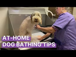 Dog Bathing Tips for At-Home Care